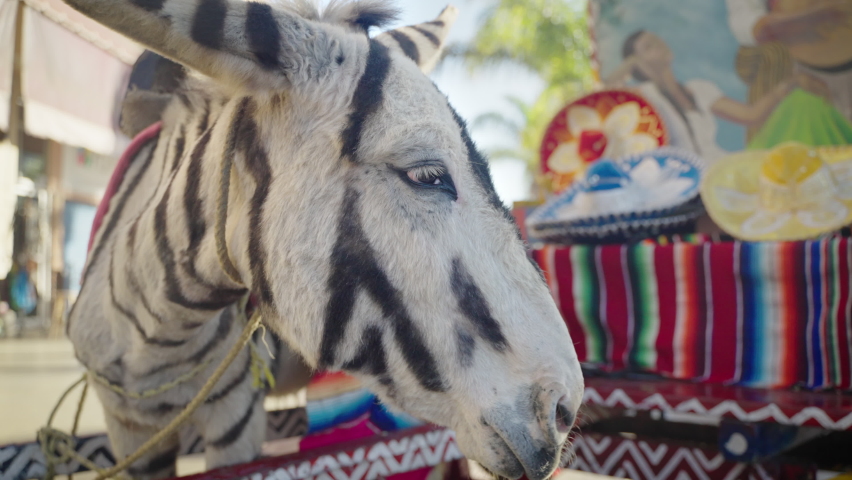 Donkey Show In Tijuana Video